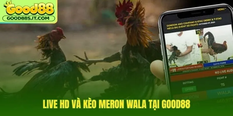 Live đá gà Good88 sắc nét cùng kèo Meron Wala