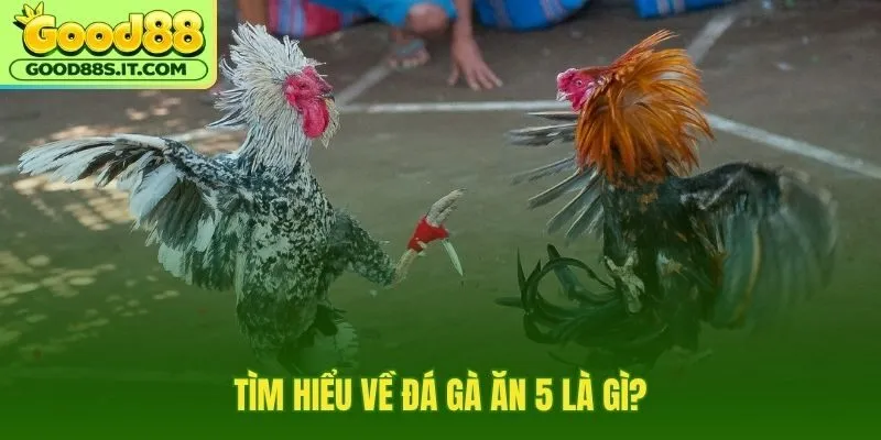 Kèo ăn 5 và phần lời nửa vốn dễ nhầm