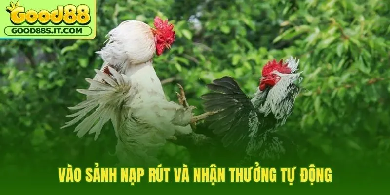 Quy trình đá gà Good88 gọn gàng từ nạp đến rút
