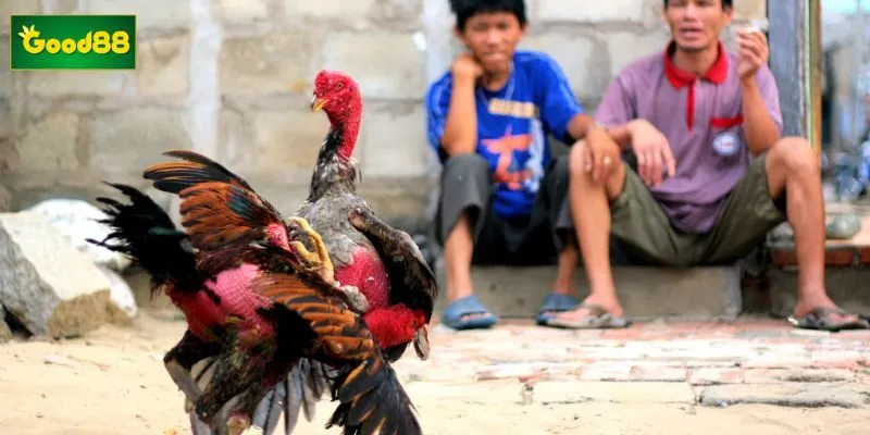 Bí kíp xem màu mạng gà đá theo ngũ hành giúp sư kê nhận biết cục diện cát hung trước trận đấu