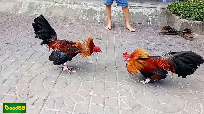 Cách phân định thắng thua trong trận đấu