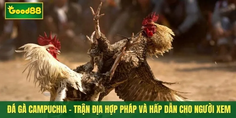 Đá gà Campuchia - Trận địa hợp pháp và hấp dẫn cho người yêu đá gà