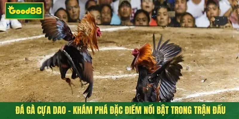 Đá gà cựa dao - Khám phá đặc điểm nổi bật trong trận đấu