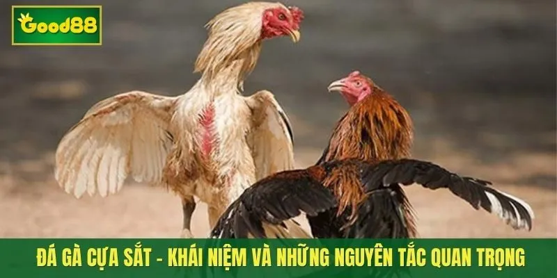 Đá gà cựa sắt - Khái niệm và những quy tắc quan trọng trong trận đấu