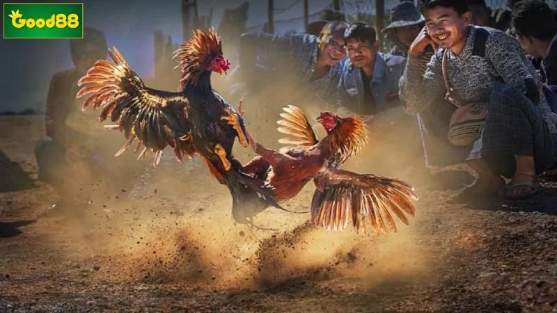 Lý do đá gà trực tuyến thu hút người chơi lựa chọn đông đảo