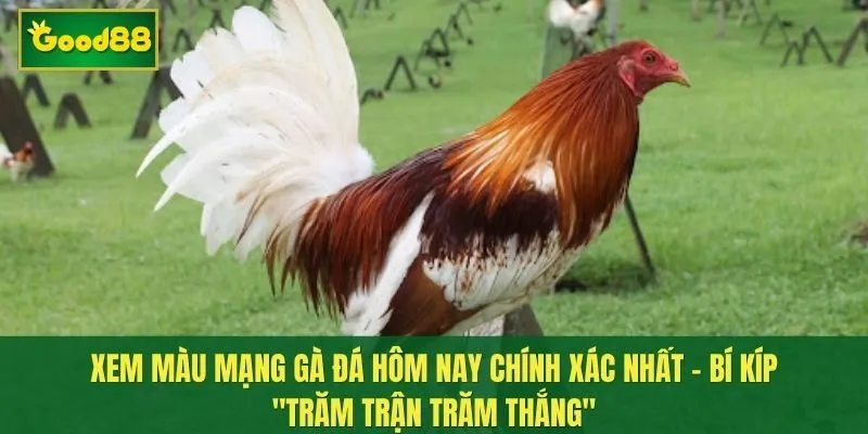 Xem màu mạng gà đá hôm nay chính xác nhất - bí kíp "trăm trận trăm thắng"