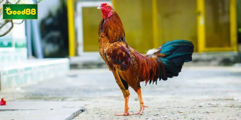 Phân tích kỹ lưỡng sắc lông đối thủ giúp người chơi đưa ra quyết định đầu tư chính xác