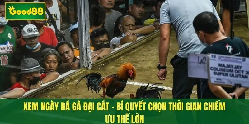 Xem ngày đá gà đại cát - bí quyết chọn thời gian chiếm ưu thế lớn